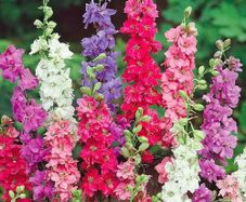 (D) Hyacinth-flowered Larkspur Tall mixed Delphinium (600014)