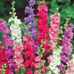 (D) Hyacinth-flowered Larkspur Tall mixed Delphinium (600014)