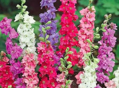 (D) Hyacinth-flowered Larkspur Tall mixed Delphinium (600014)
