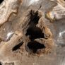 Polished Petrified Wood Geode Sphere (Diameter 10.2cm) - Wood, Woden Stand Image 3