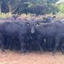 Store Heifers Image 2