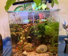 25l Aqua One tank