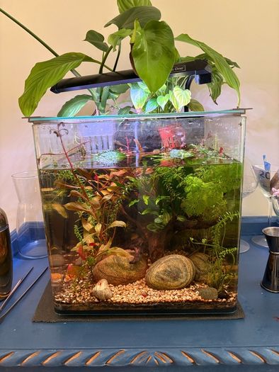 25l Aqua One tank