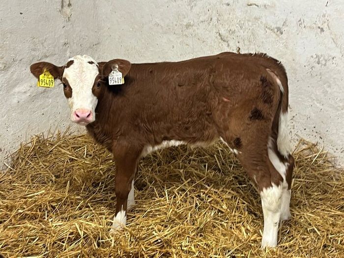 Super Red Simmental Heifer Calves