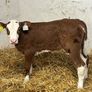 Super Red Simmental Heifer Calves Image 4