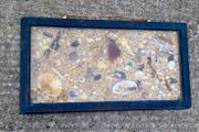 Antique framed sea shell collages