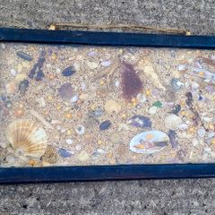 Antique framed sea shell collages