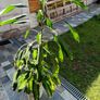 large plant Image 2