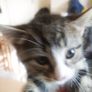 tabby girl Image 3