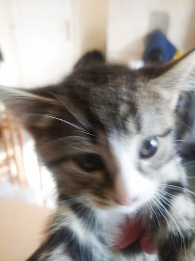 tabby girl