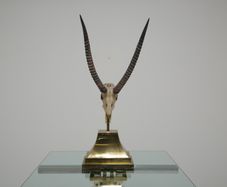 Taxidermy Study of Gazelle With Antlers by Anthony Redmile, London, 1970s.
