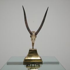Taxidermy Study of Gazelle With Antlers by Anthony Redmile, London, 1970s.