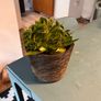 25 Potted Plants & 6 Boxes of Floral Styling Stock Image 3