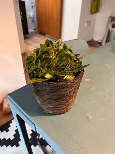 25 Potted Plants & 6 Boxes of Floral Styling Stock