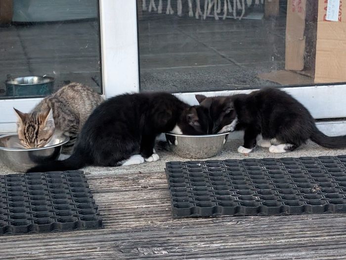 11 week old kittens