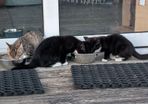 11 week old kittens
