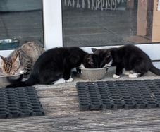 11 week old kittens