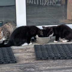 11 week old kittens