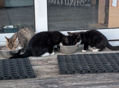 11 week old kittens