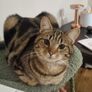 Missing cat Ballymun/Santry Image 3