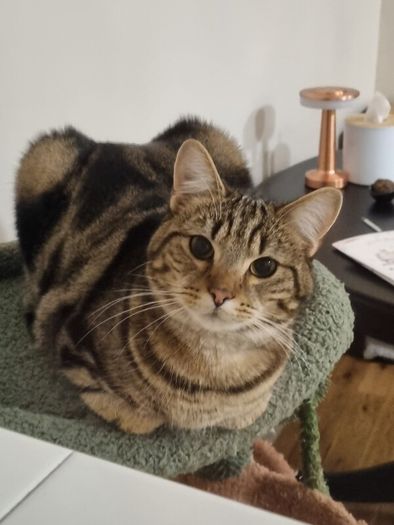 Missing cat Ballymun/Santry