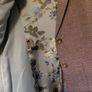 Womens Next blazer Image 4