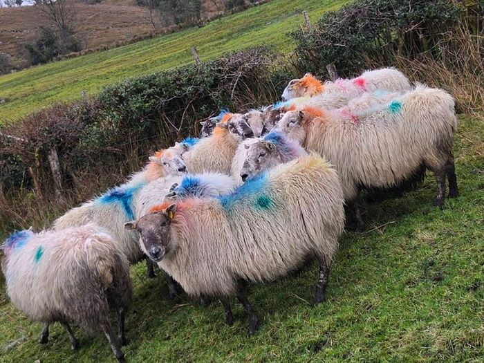 12 ewes carrying 22 lambs
