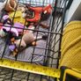 Dog Crate Image 4