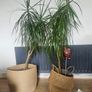 plants Image 2