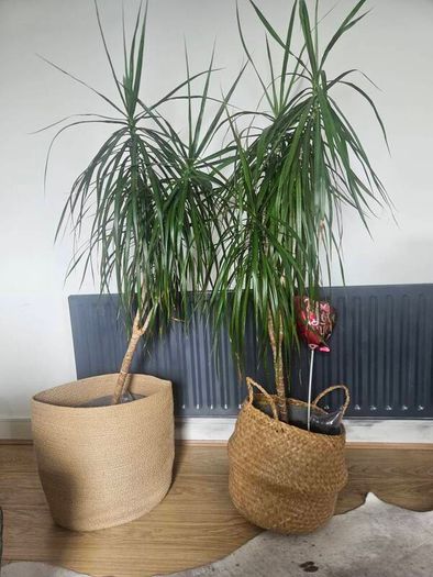 plants