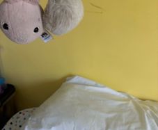 teddy