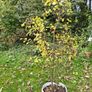 Damson Trees Image 3