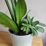 Sansevieria Moonshine plant in white ceramic pot Image 5