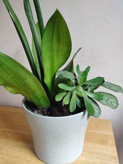 Sansevieria Moonshine plant in white ceramic pot