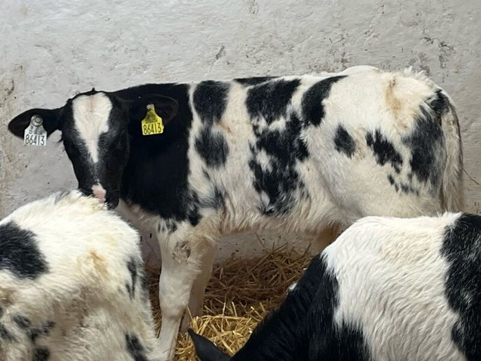 Super Belgian Blue & Charolais Bull Calves
