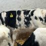 Super Belgian Blue & Charolais Bull Calves Image 4