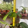 Golden pathos house plant Image 3