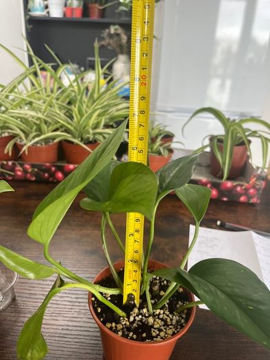 Golden pathos house plant
