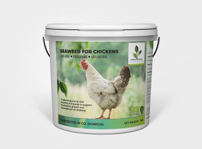 Seaweed for Chickens
