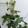 garden plants Image 3