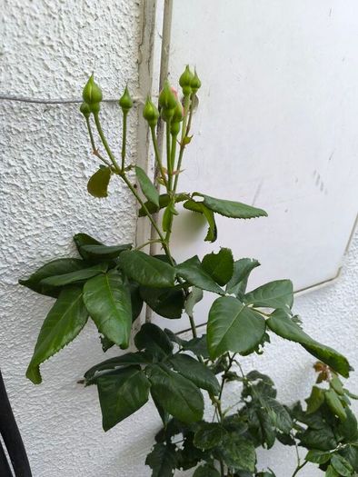 garden plants