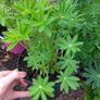 Lupin Plants Mixed Colours Image 3