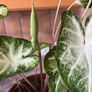 plants caladium Image 3
