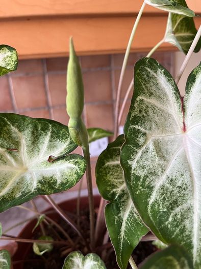 plants caladium