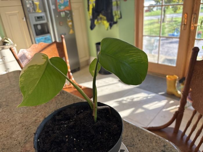 Albo monstera