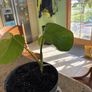 Albo monstera Image 3