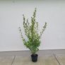 Grisselina hedging Image 2