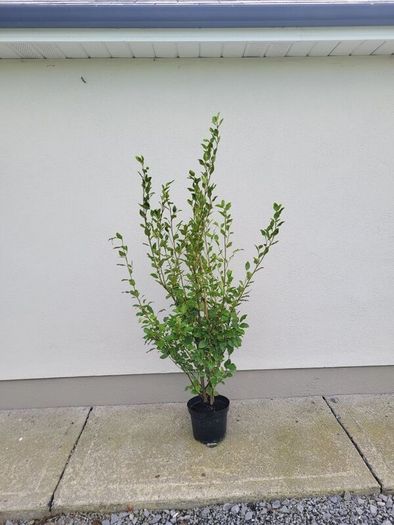 Grisselina hedging