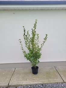 grisselina hedging