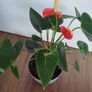 Anthurium plant Image 2